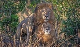 雄狮2017在线观看,穿越时空的传奇之旅